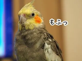 換羽を頑張るニュークスィー
