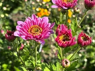 グラスガーデンを手直し ～ メイン花壇リ…