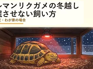 ヘルマンリクガメの冬越し｜冬眠させない飼…