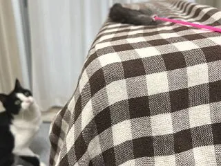 テントの上で闘う