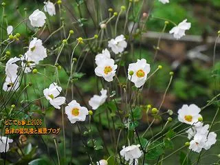 秋の花々を確認しにやって来た！ 花の森・…