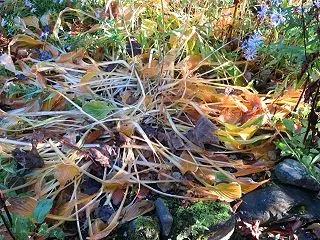 秋口でんでんむしむし