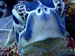 ヌヌ・アドベンチャー・クラブ石垣島ＮＥＷ…