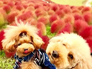 bebe＆coco ( >﹏&lt…