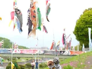 藤の花を見に行ったんだけど。②