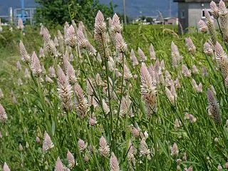 ノゲイトウ（野鶏頭）＜佐賀県佐賀市＞