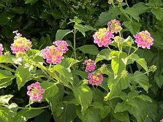 “ 繁殖能力 ” が強い『 ランタナ 』…