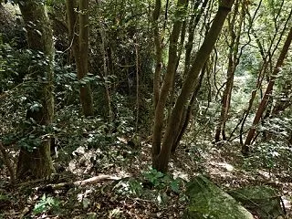 子ども5人と加波山登山 3．奇跡のチーム…