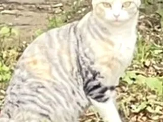 母猫血液検査とウィルス検査のあとボラさん…
