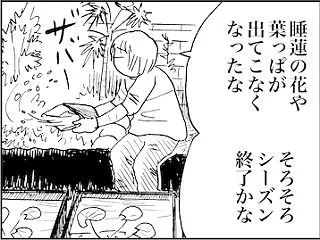 熱帯スイレンを掘り上げ