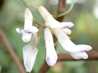 地下にできる花と実