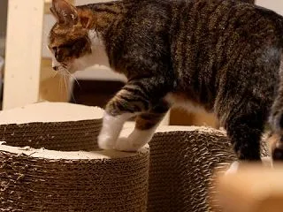 爪とぎを横倒しにするとらやんと六花亭のキ…