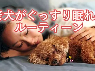 【老犬ケア】夜中に何度も起きる愛犬が朝ま…