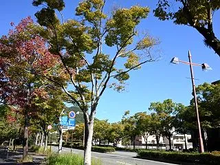 秋めくパークロード