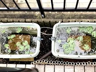 メダカビオトープ