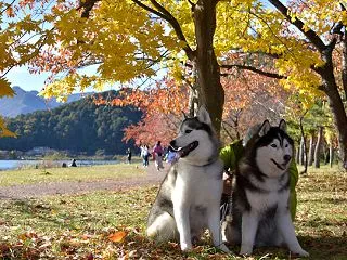 辰之介の日々 2019年11月（家に来て…