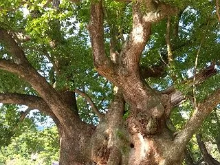 ・阿波國一の宮 大麻比古神社に行ってきま…