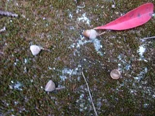 家の周りの木の実いろいろ