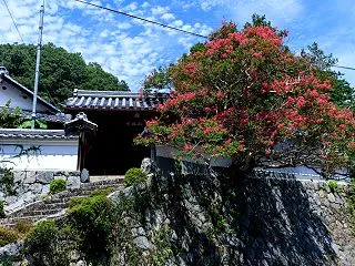 百日紅咲く龍福寺