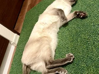 ただはるだけ