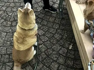 オヤツのために散歩の時間を工夫