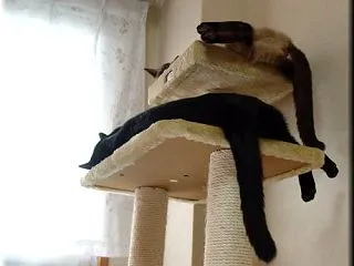 対策解除