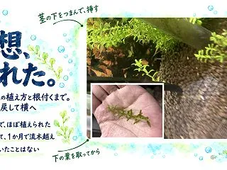 パールグラスの植え方と根付くまで｜トリミ…