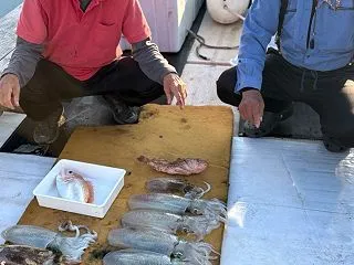 10月20日の釣果です。アオリイカエサ釣…