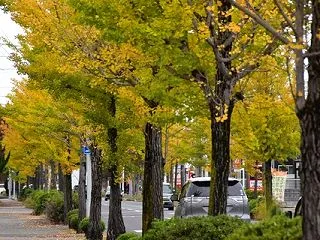天徳寺通りの紅葉・保戸野学園通りから原ノ…