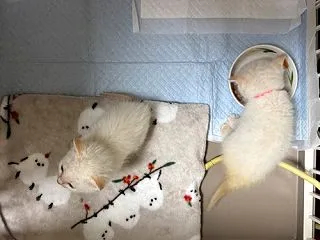 末っ子たち、一部ケージデビューです