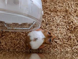 きたー