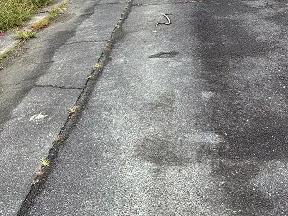 蛇