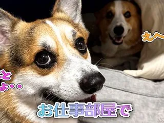 お仕事部屋で