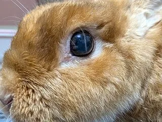 ツノ