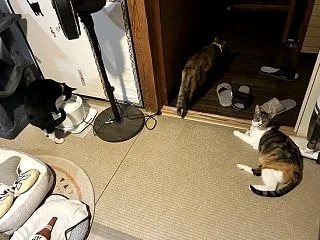右往左往と