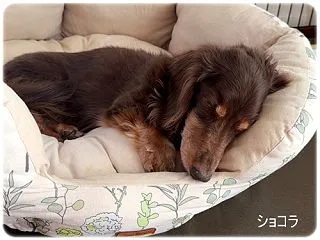 ショコ寝てる