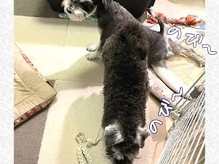 ワンコ達、のび～