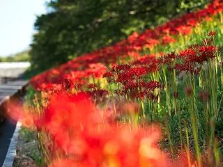 晴れた朝の手紙【あさひ舟川べり Vol.…