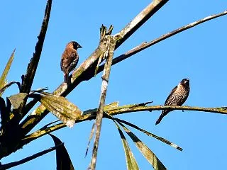 チャイロキンパラ（スリランカ探鳥）