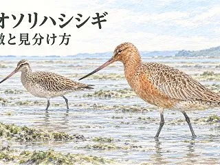 オオソリハシシギとは？オグロシギとの違い…