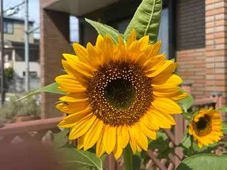 秋のお庭の続き