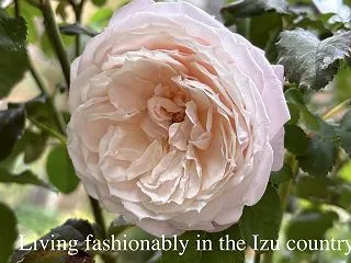 バラの家でのお買い物♪ バラ苗購入はおま…
