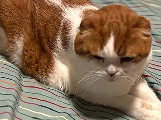 折れ耳スコの耳掃除