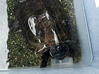 本日のクサガメ