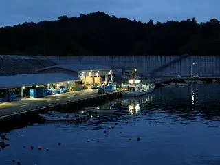コンブ種苗の沖出し試験