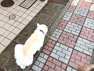 久しぶりの雨散歩
