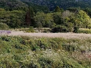 茅葺きの屋根ってススキだったのか