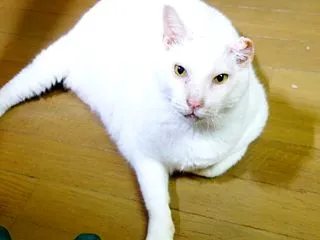 私のアレルギー【備忘録】