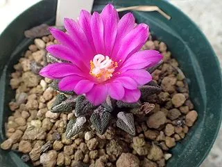 秋のサボテンの花