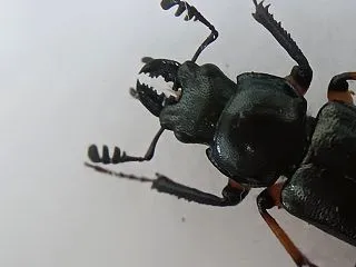 今年のルリクワガタ色々